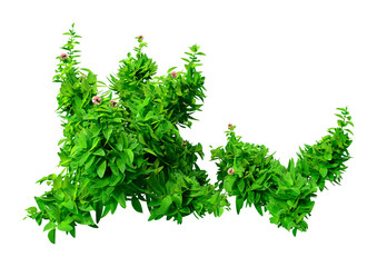 3D Rendering Green Oregano on White