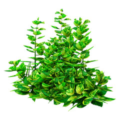 3D Rendering Ginger Mint on White