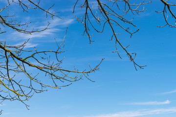Karge Äste, die in den blauen Himmel hineinragen. 