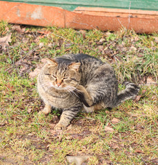 well-fed cat on a walk on the street in the village. Pets