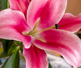 Fototapeta na wymiar dark pink lilium flower close up, strong bokeh