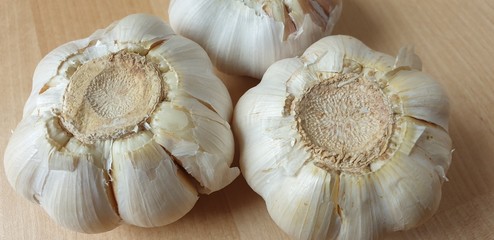 natural antibiotic garlic