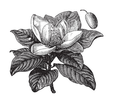Magnolia Tree Drawing Stock Photos And Royalty Free Images Vectors And Illustrations Adobe Stock Magnolia Tree Drawing Stock Photos And Royalty Free Images Vectors And Illustrations Adobe Stock