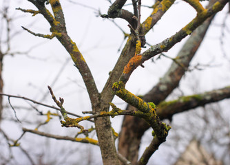 garden in winter. Apple branches in early spring