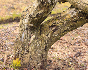 garden in winter. Apple branches in early spring