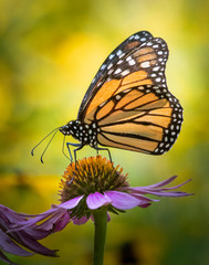 Profile portrait of a monarch butterfly on a coneflower