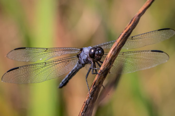 Dragonfly holds its position