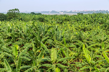 Banana plantation Organic Crop palm field.