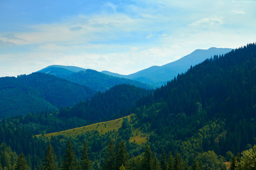 Obraz premium wild nature, summer landscape in carpathian mountains, wildflowers and meadow, spruces on hills, beautiful cloudy sky