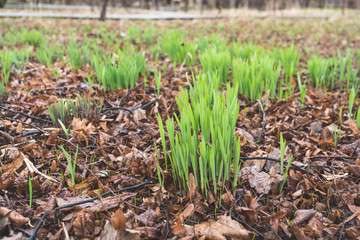 irst green grass in spring, selective focus