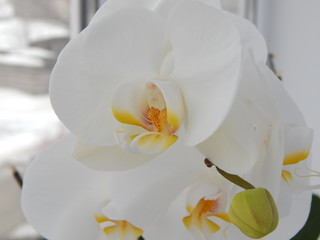 Fototapeta na wymiar white orchid on window