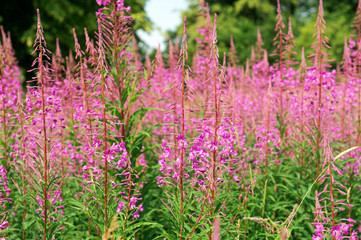 Flowered Willow herb Tea on a summer time