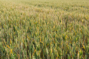 Barley field