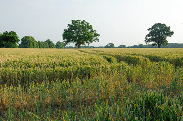 Rural scenic