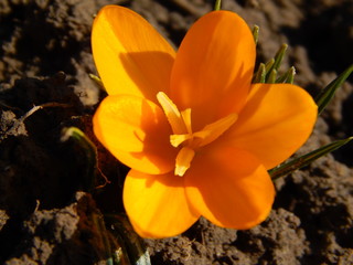 yellow crocus flower