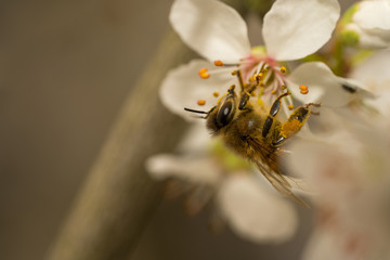 a bee gathering pollen from a cherry blossom in springtime