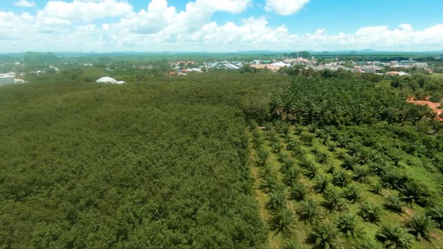 4k footage aerial drone view of forest fields and pineapple field in Thailand near Krabi with nice sky in daytime sunny day slowmotion