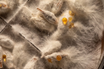 Extreme closeup detail of mycelium fungal colony growth