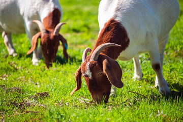 Goats grazing on a daily farm in rural South Australia