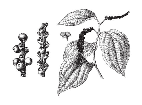 Black pepper plant (Piper nigrum) / vintage illustration from Brockhaus Konversations-Lexikon 1908