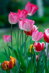 Fresh flowering tulips in springtime garden, beautiful early tulipa gesneriana flowers in bloom, various colors, flowers bunch