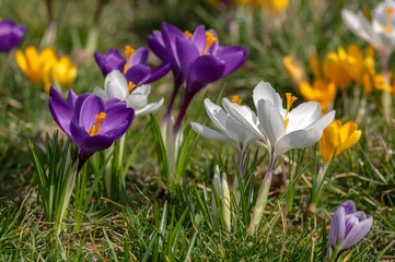 Fotobehang Krokus Field of flowering crocus vernus plants, group of bright colorful early spring flowers in bloom  © Iva