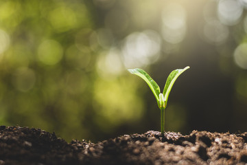 The seedlings are growing from the rich soil.