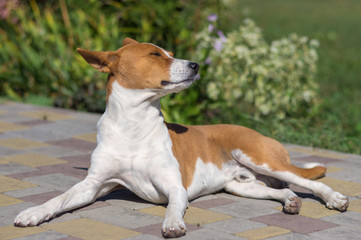 Cute portrait of Basenji dog lying on a pavement and acquiring a stylish tan
