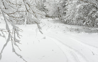 Winter landscape with tire ruts in empty forest