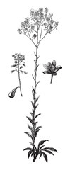 Woad (Isatis tinctoria) / vintage illustration from Brockhaus Konversations-Lexikon 1908