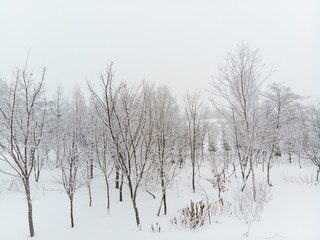 Fototapeta na wymiar straight on view of a clump of trees and bushes growing on snow covered grounds on a cold foggy day