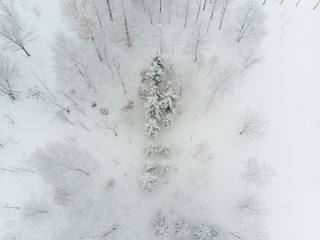 top down view of a few sparse clump of trees and bushes growing on snow covered grounds on a cold foggy day