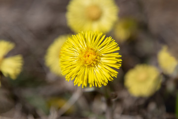 Coltsfoot flowers  blossom during springtime sunny day.  Medical herbs series.