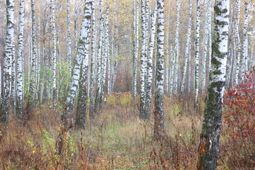 beautiful scene with birches in yellow autumn birch forest in october among other birches in birch grove