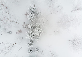 top down view of a few sparse clump of trees and bushes growing on snow covered grounds on a cold foggy day