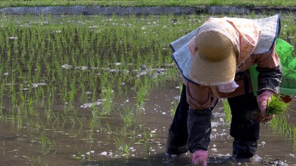 Fototapeta na wymiar Old japanese woman planting rice on the rice field. rural Japan