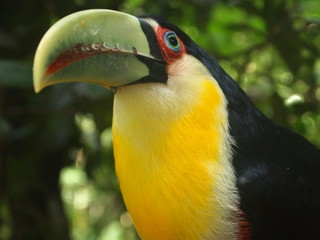 Tucano