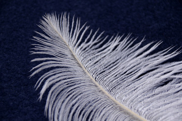 white fluffy ostrich feather on a dark blue background, concept of lightness, luxury