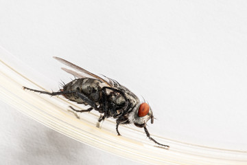 Common housefly isolated on white hygiene threat concept
