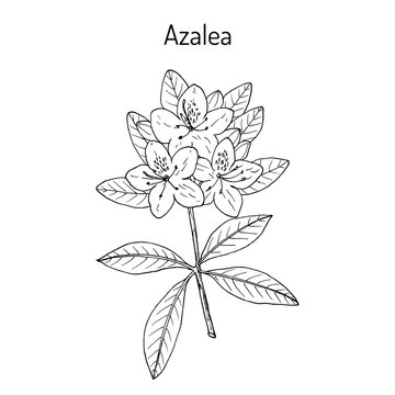 Azalea Rhododendron obtusum , ornamental and medicinal plant