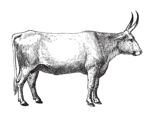 Ukrainian grey cow - Podolian cattle breed / vintage illustration from Brockhaus Konversations-Lexikon 1908
