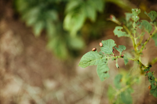close up view of colorado bettle on poptato leaves