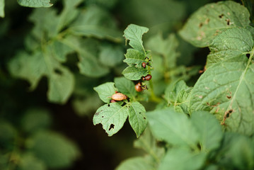 close up view of colorado bettle on poptato leaves