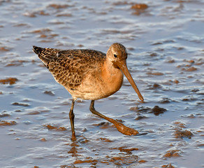 Black -tailed Godwit