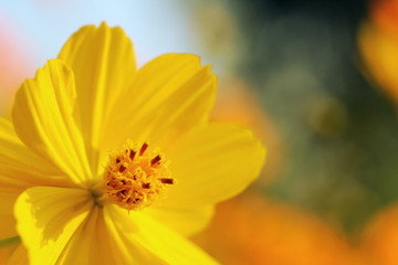 Yellow cosmos or Sulfur Cosmos flower in the park.