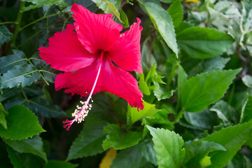 Red Hibiscus flowers