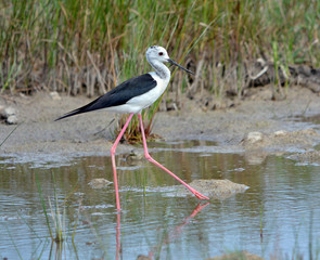Blsack-winged Stilt