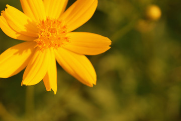 Yellow cosmos or Sulfur Cosmos flower in the park.