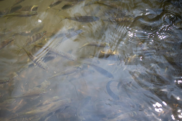 Siamese mud carp fish in water.