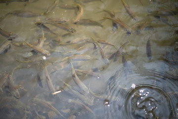 Siamese mud carp fish in water.